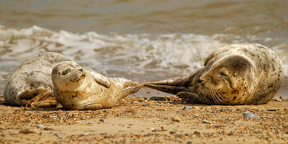 Reclining seals 2
