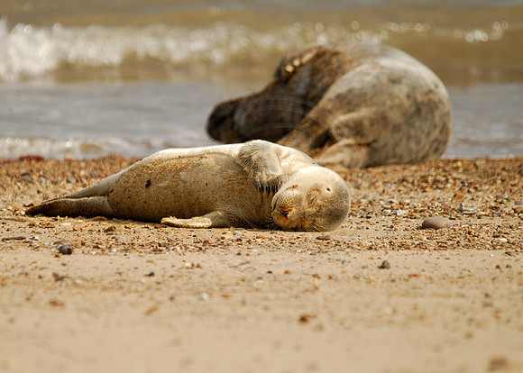 Reclining seals 1