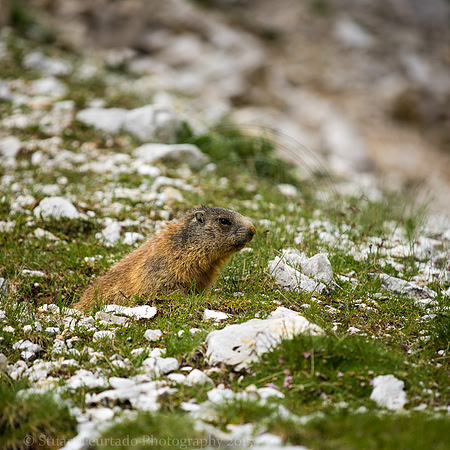 Marmot