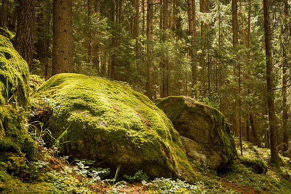 Forest near Reinbachfalle