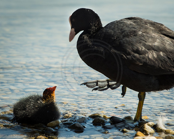 Step on it (juvenile coot and hen)