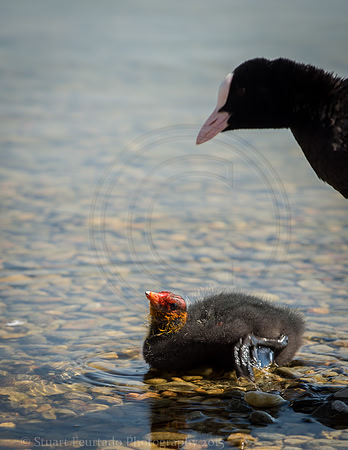 Juvenile Coot and hen
