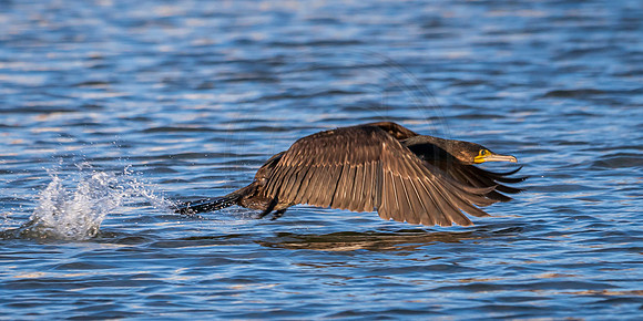 Cormorant on the up