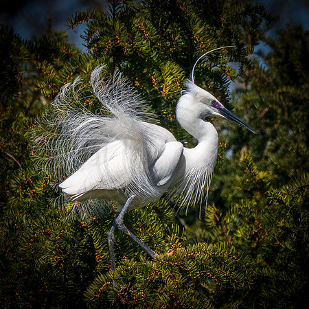 Little Egret fan