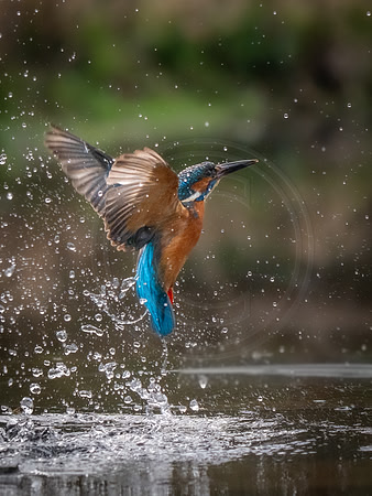 Kingfisher rising