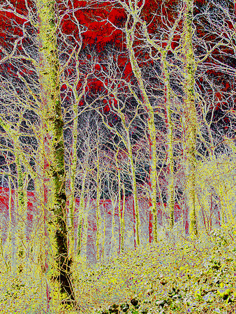 Woods in red