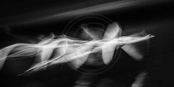 The art of flight 2