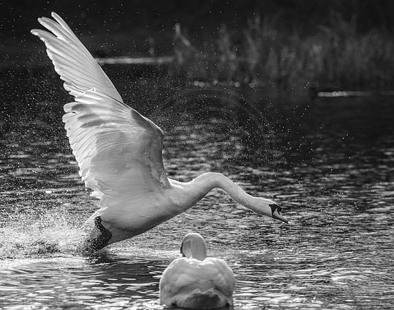 Swan action 2