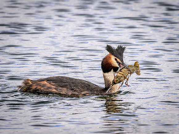 Crested Grebe lunch