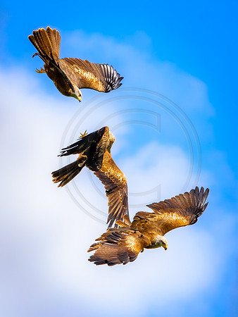Three's a crowd