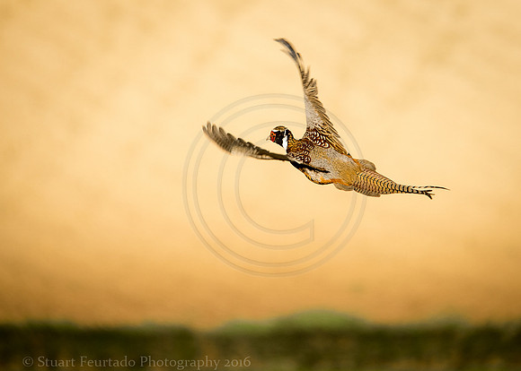 Ring Necked Pheasant