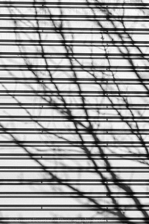 Shadow