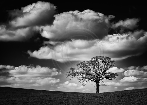 One tree