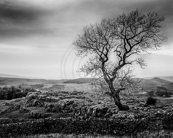 Winskill tree 2