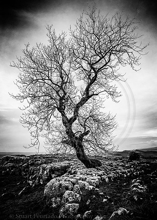Winskill tree 3
