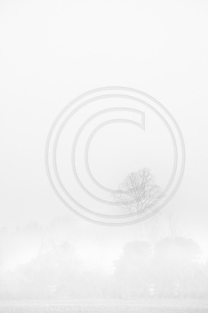 Tree in the mist 1