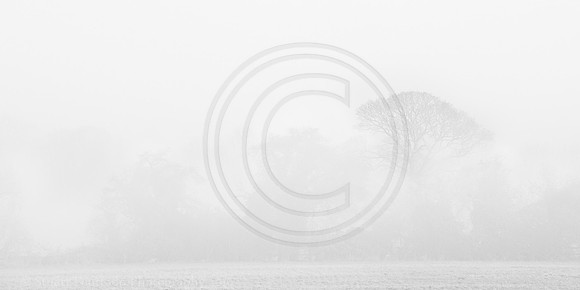 Tree in the mist 2