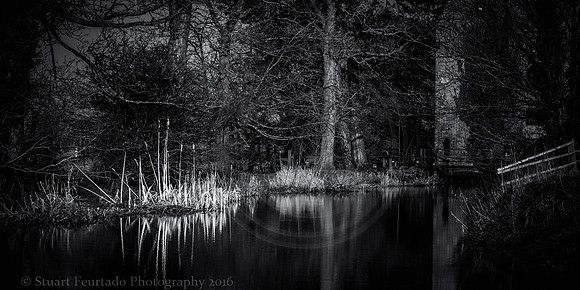 Great Ouse reeds