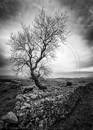 Winskill tree 1