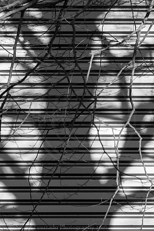 Shadow
