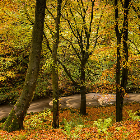Clapdale Wood 1