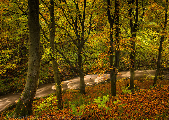 Clapdale Wood 2