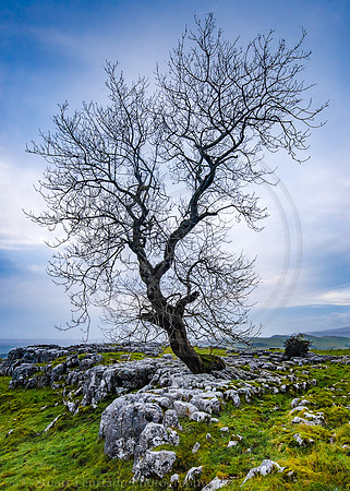 Winskill tree 4