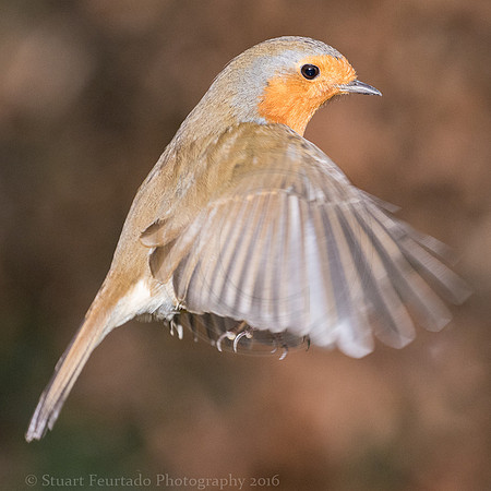 Robin