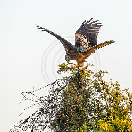 Red Kite landing