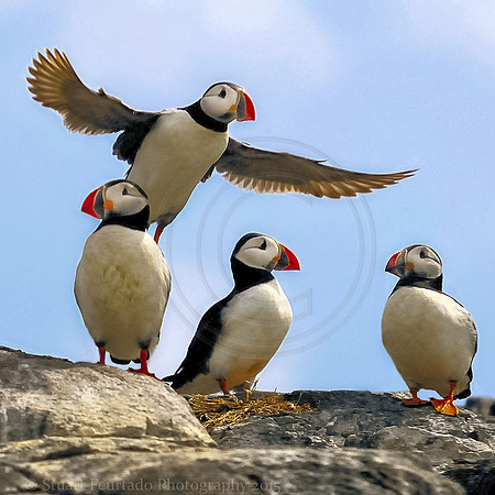 One flew Over The Puffins Nest
