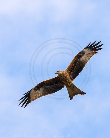 Red Kite