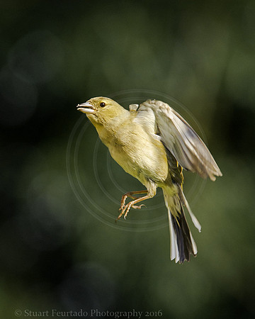Green Finch