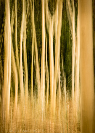 Tree lines