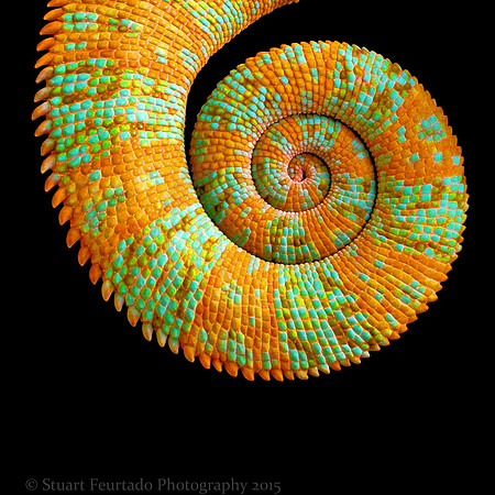 Tail spin