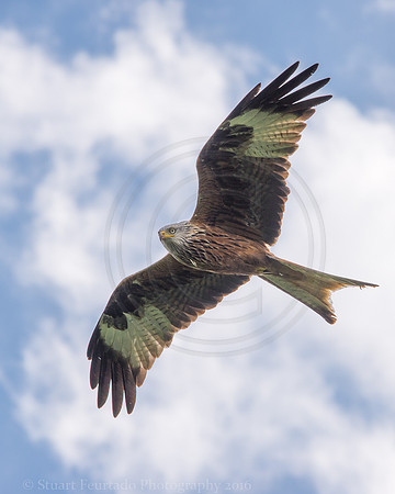 Red Kite