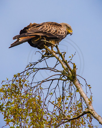 Red Kite perched