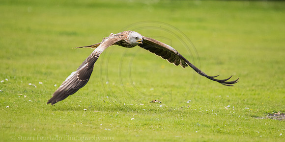 Red Kite approach