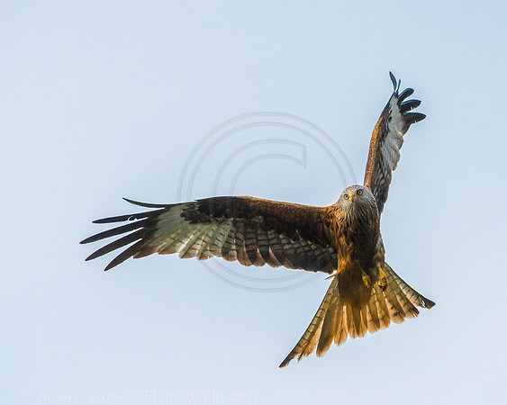Red Kite
