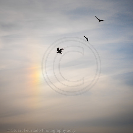 Red Kites and a sun dog