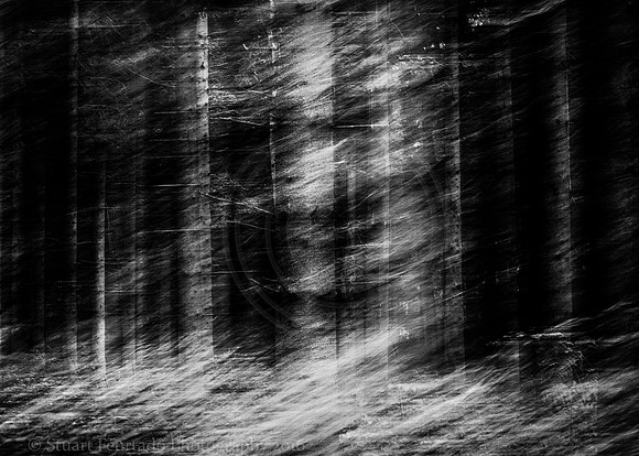 Wind through the wood