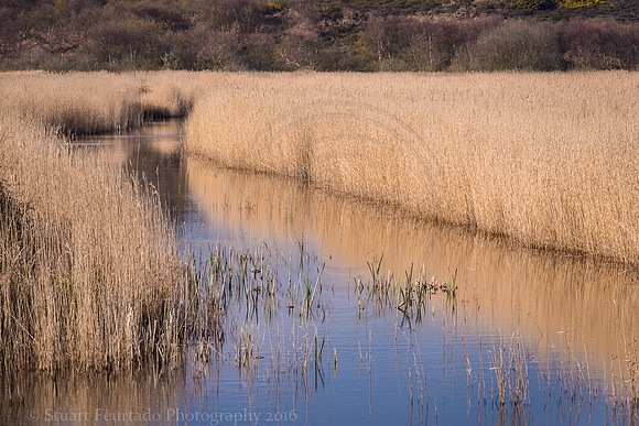 _DSC7454