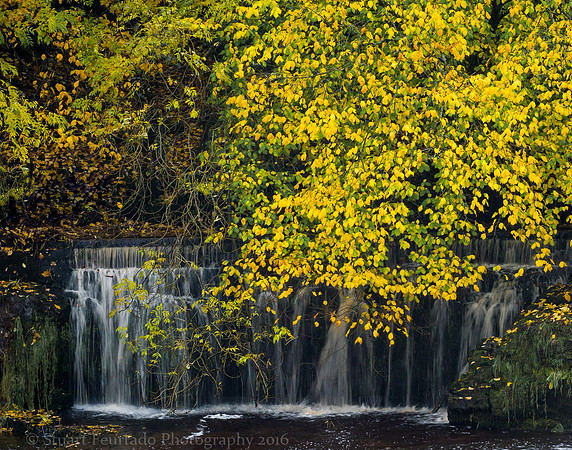 Autumm falls