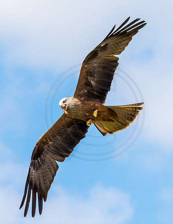 Red Kite