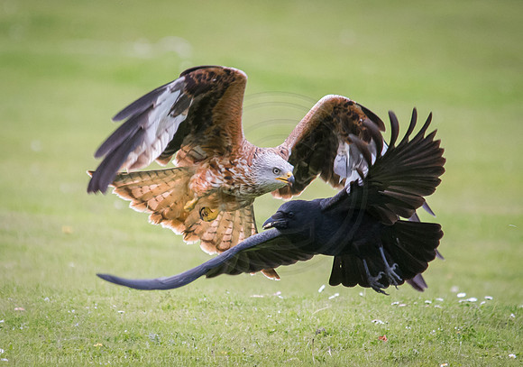 Red Kite competing for scraps