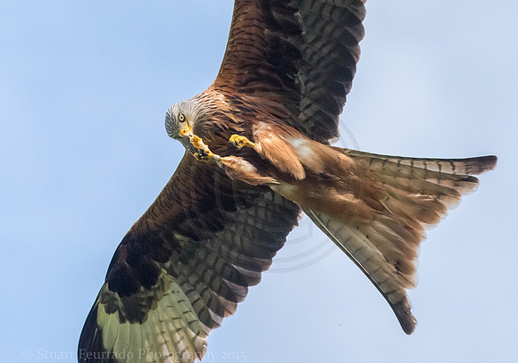 Red Kite feeding