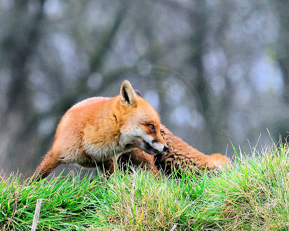 Fox cub