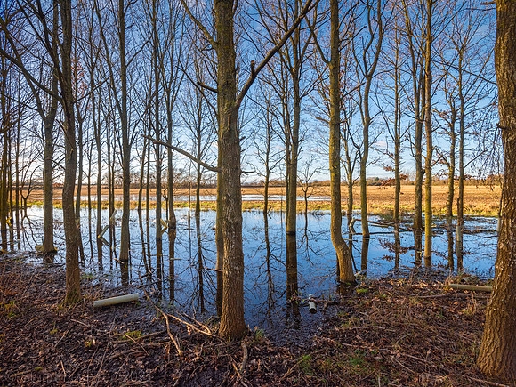 Flooded copse