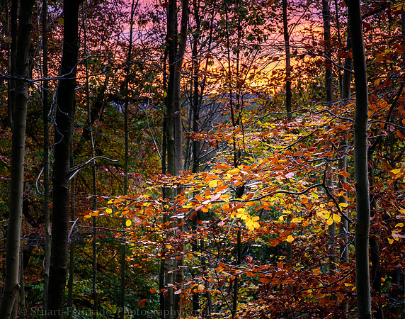 Autumn colour