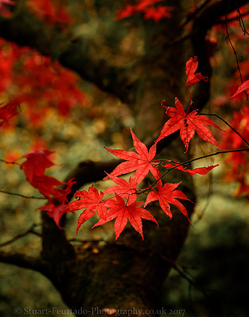 Japanese Maple 1