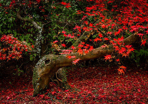 Japanese Maple 2